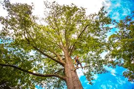 How Our Tree Care Process Works  in St Cloud, MN