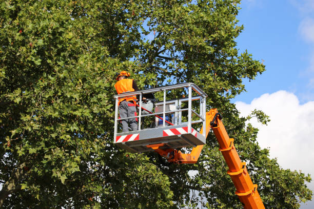 Mulching Services in St Cloud, MN